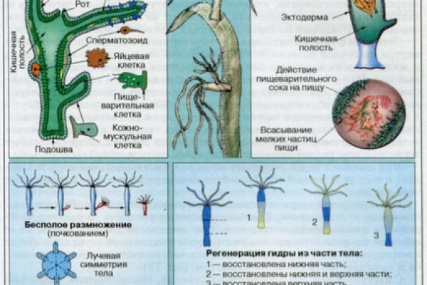 Кракен что продается