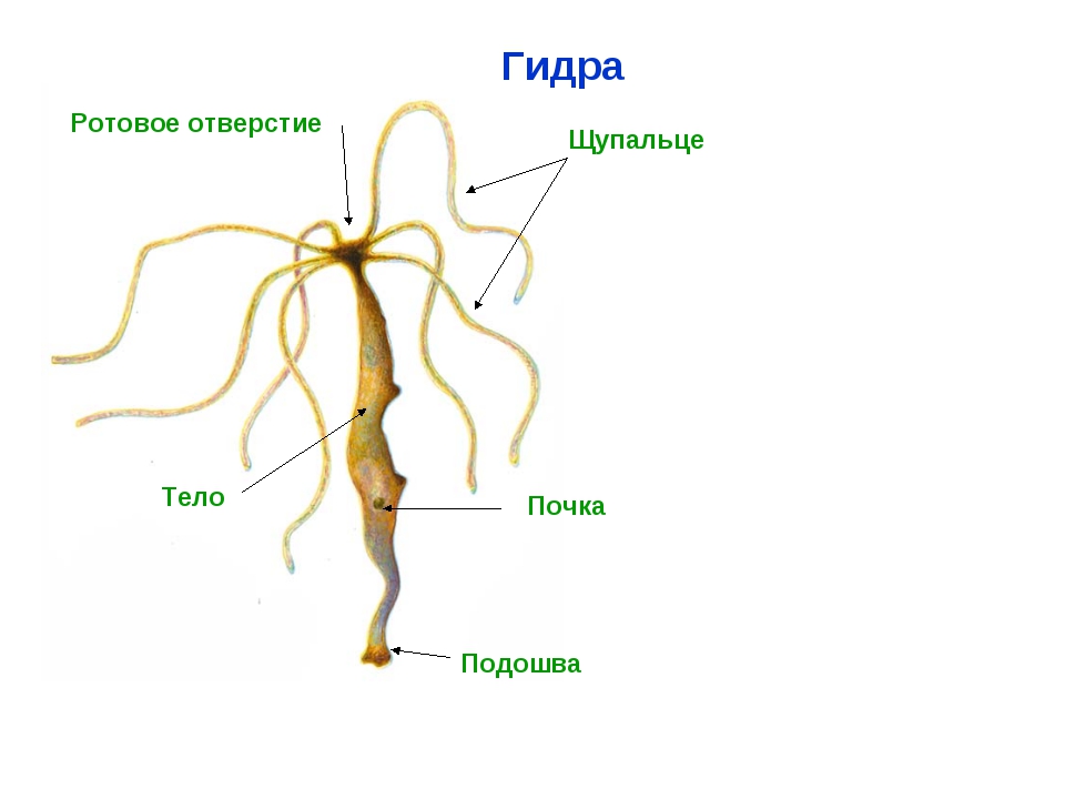 Kraken ссылка tor